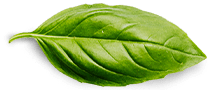 basil-leaf